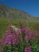 :  > Hvozdík alpínský (Dianthus Alpinus)