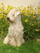 :  > Irský jemnosrstý pšeničný teriér (Irish Soft Coated Wheaten Terrier)