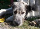 :  > Irský vlkodav (Irish Wolfhound)