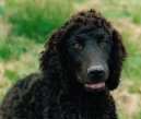 :  > Irský vodní španěl (Irish Water Spaniel)