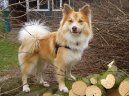 :  > Islandský pes (Iselandsk Farehond / Icelandic sheepdog)