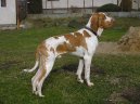 :  > Italský ohař (Bracco Italiano, Italian Pointing Dog)