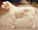 :  > Italský spinone (Spinone Italiano, Italian Wire-haired Pointing Dog)