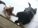 Jack Russelův Teriér