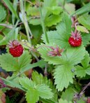 Фотография: Fragaria vesca L