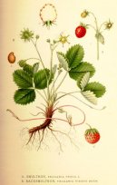 Фотография: Fragaria vesca L