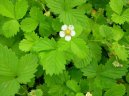 :  > Jahodník obecný (Fragaria vesca L)