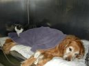 :  > Jak se starat o pejska s onemocněním srdce (Caring for older dogs)