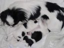 :  > Japan chin, Japonský čin, Japončík (Chin, Japanese Chin)