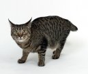 :  > Japonský bobtail dlouhosrstý (Pixie-Bob)