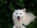 :  > Japonský špic (Japanese Spitz, Nihon Supittsu)