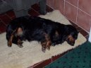 :  > Jezevčík (Dachshund)