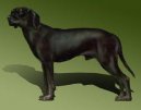 :  > Jugoslávský planinský honič (Montenegrin Mountain Hound)