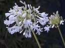 :  > Kalokvět (Agapanthus)