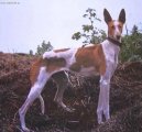 :  > Kanárský podenco (Podenco Canario)