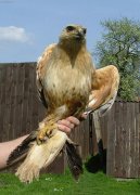 :  > Káně bělochvosté (Buteo rufinus) (Poraněná volně žijící zvířata)