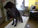 :  > Kardiologie (Veterinární zákroky)