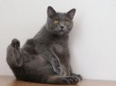 :  > Kartouzská kočka, Šartréz (Chartreux Cat)