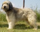 :  > Katalánský ovčák (Catalan Sheepdog)