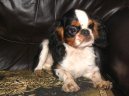 Kavalír King Charles španěl