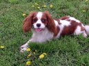 :  > Kavalír King Charles španěl (Cavalier King Charles Spaniel)