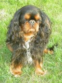 Kavalír King Charles španěl
