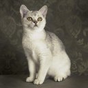 :  > Keltská krátkosrstá kočka (Celtic Shorthair)