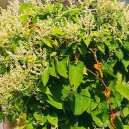 :  > Kokořík Mnohokvětý, He Shou Wu (che šou wu) (Polygonum multiflorum)