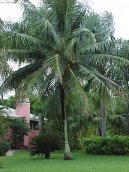 :  > Kokosová palma, kokosovník (Cocos nucifera)