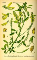 :  > Komonice Lékařská (Melilotus officinalis)