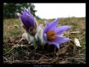 :  > Koniklec Obecný (Pulsatilla vulgaris)