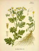 :  > Kopretina Řimbaba (Tanacetum parthenium L.)