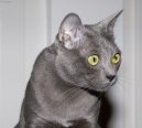 Korat kočka