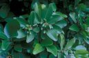 :  > Korynokarpus, kyjovec hladký (Corynocarpus laevigatus)