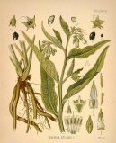 :  > Kostival Lékařský (Symphytum officinale L)