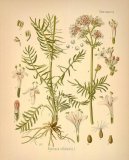 :  > Kozlík Lékařský (Valeriana officinalis L.)