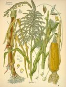 :  > Kukuřice Setá (Zea mays)