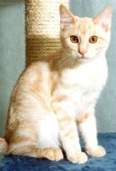 Kurilský bobtail kratkosrtsý