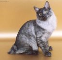 :  > Kurilský bobtail krátkosrtsý (Kurilean Bobtail Shorthair)