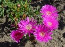 Фотография: Lampranthus roseus