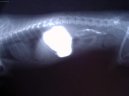 :  > Léčba interních onemocnění (Veterinární zákroky)