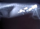 :  > Léčba interních onemocnění (Veterinární zákroky)