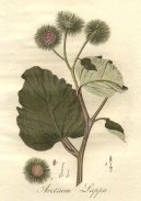 :  > Lopuch Větší (Arctium lappa)