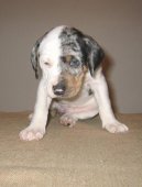 :  > Louisiana Catahoula (Národní plemeno státu Louisiana)