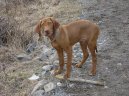 :  > Maďarský ohař krátkosrstý (Hungarian Vizsla, Hungarian Pointer)