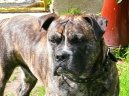 :  > Malorská doga (Perro de Presa Mallorquin)