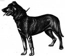 :  > Malorský ovčák (Perro de Pastor Mallorquin, Majorca Shepherd Dog)