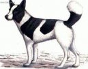 :  > Medvědí kanadský pes Taltan (Tahltan Bear Dog)