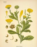 :  > Měsíček Lékařský (Calendula officinalis L.)
