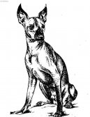 :  > Mexický naháč (Xoloitzquintle)